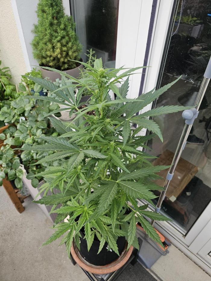 Auto White Widow on German Balkony. Week 6