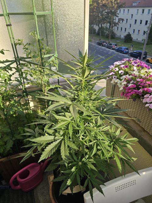 Auto White Widow on German Balkony. Week 7