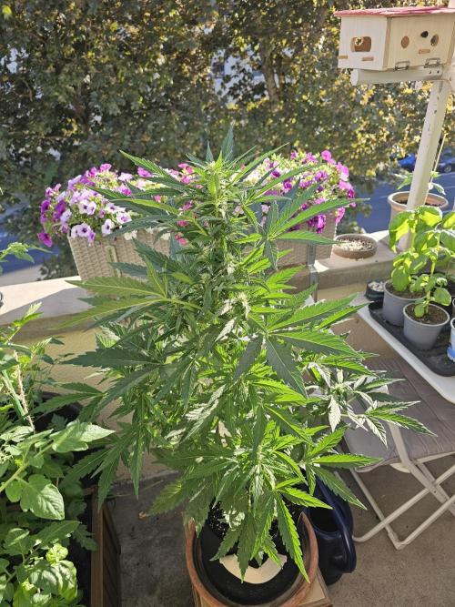Auto White Widow on German Balkony. Week 7