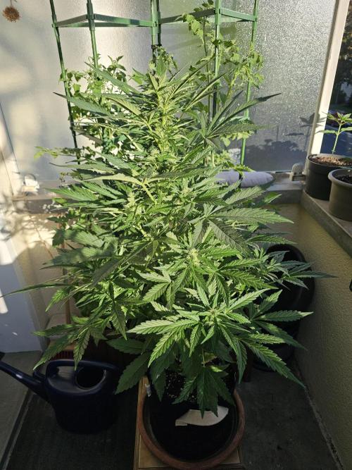 Auto White Widow on German Balkony. Week 7