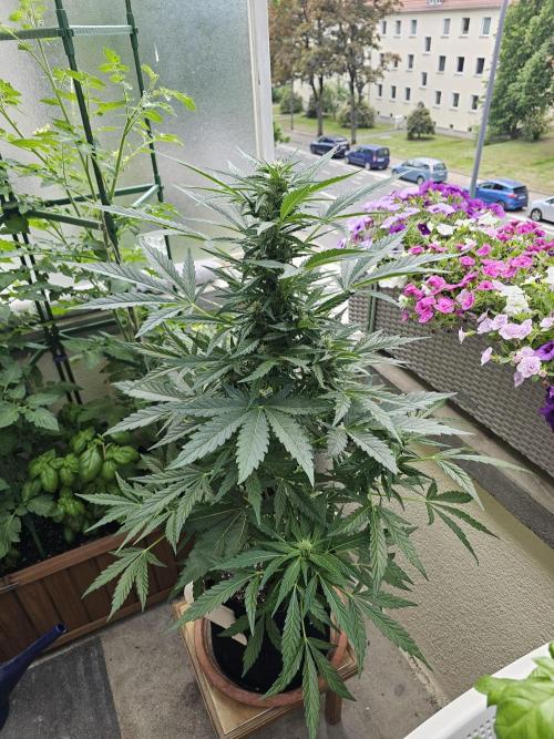 Auto White Widow on German Balkony. Week 7