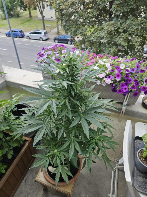 Auto White Widow on German Balkony. Week 7