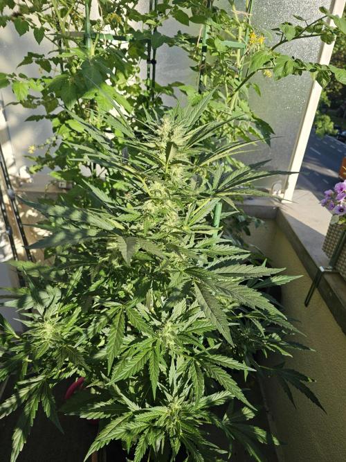 Auto White Widow on German Balkony. Week 9