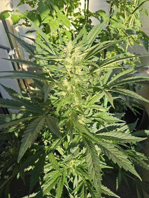 Auto White Widow on German Balkony. Week 9
