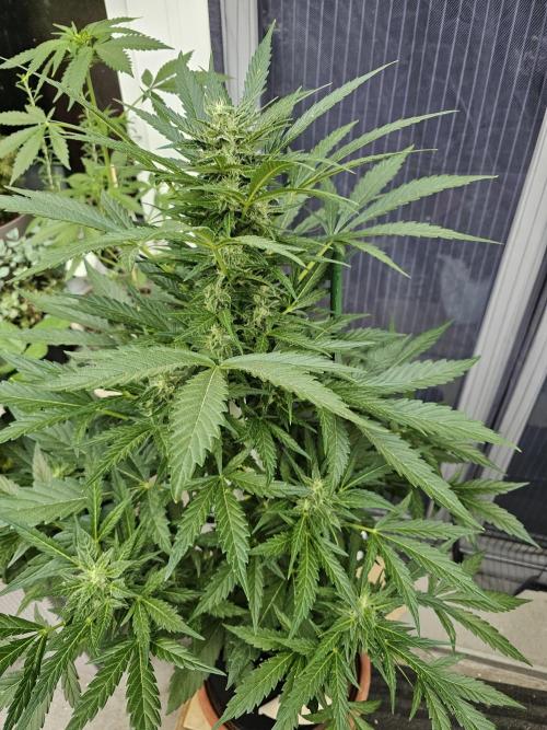 Auto White Widow on German Balkony. Week 9