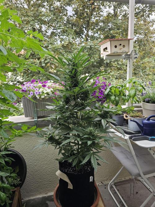 Auto White Widow on German Balkony. Week 9