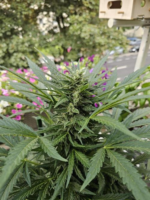Auto White Widow on German Balkony. Week 9