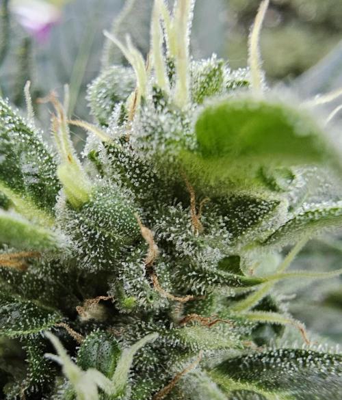 Auto White Widow on German Balkony. Week 9