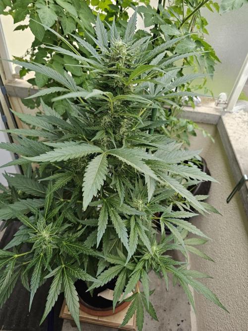 Auto White Widow on German Balkony. Week 9