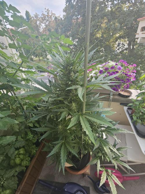Auto White Widow on German Balkony. Week 10