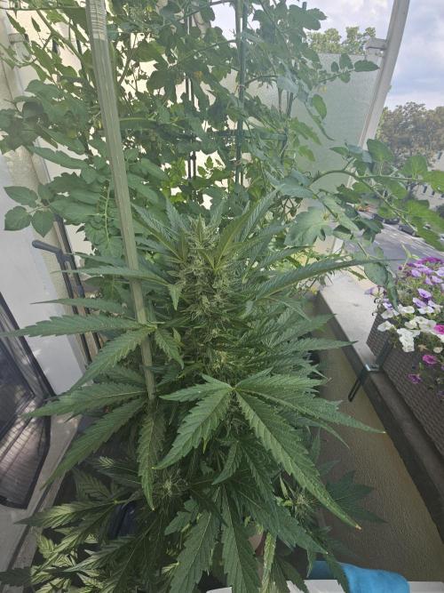 Auto White Widow on German Balkony. Week 10