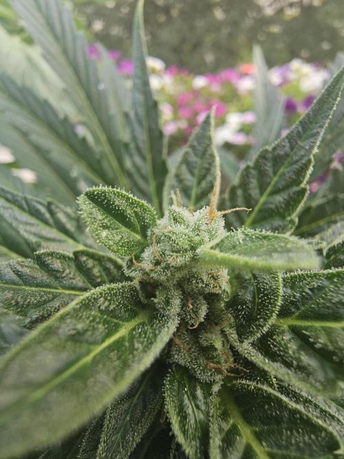 Auto White Widow on German Balkony. Week 10