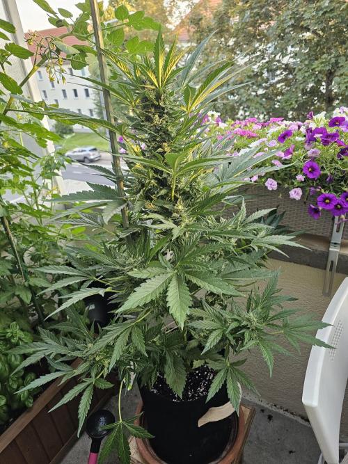 Auto White Widow on German Balkony. Week 10