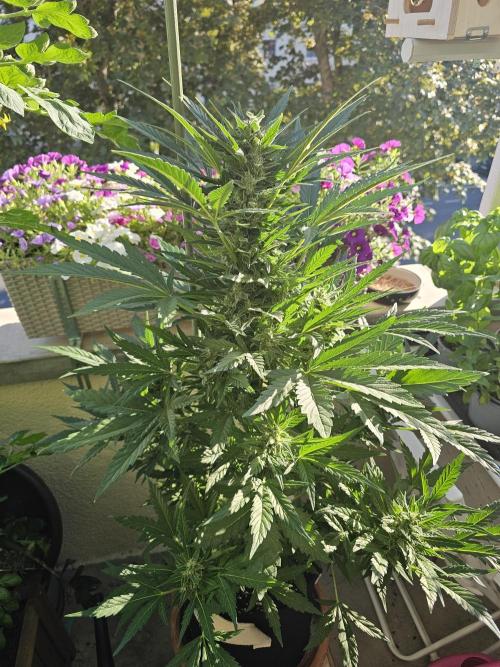 Auto White Widow on German Balkony. Week 10