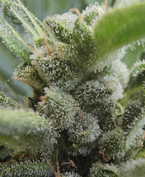 Auto White Widow on German Balkony. Week 11