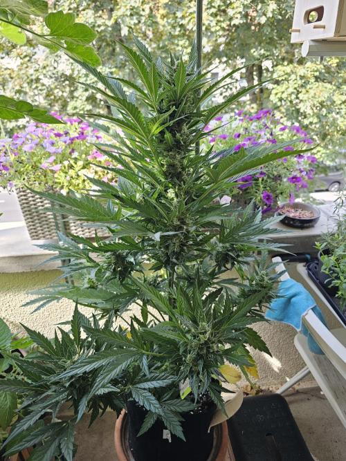 Auto White Widow on German Balkony. Week 11