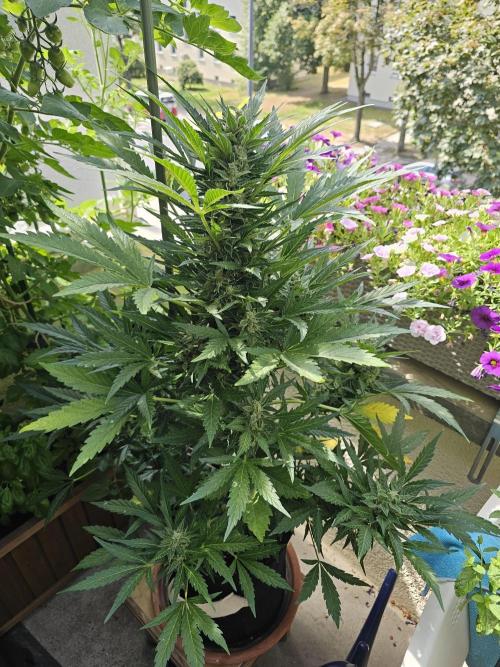 Auto White Widow on German Balkony. Week 11