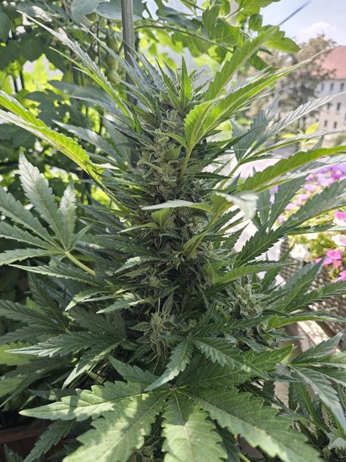 Auto White Widow on German Balkony. Week 11