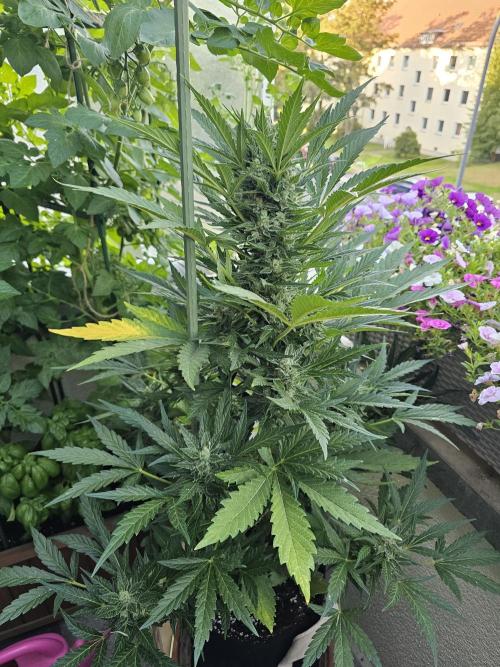 Auto White Widow on German Balkony. Week 11