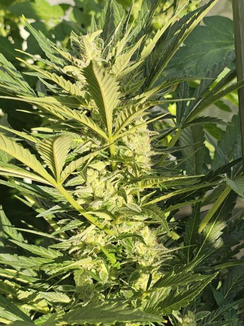 Auto White Widow on German Balkony. Week 11
