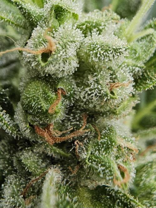 Auto White Widow on German Balkony. Week 12