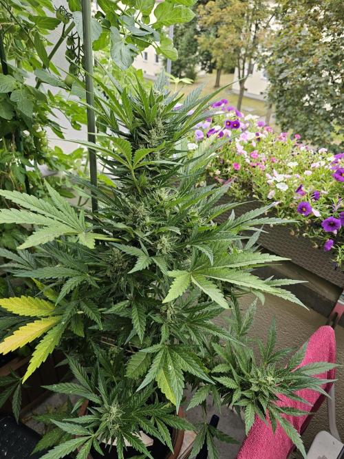 Auto White Widow on German Balkony. Week 12