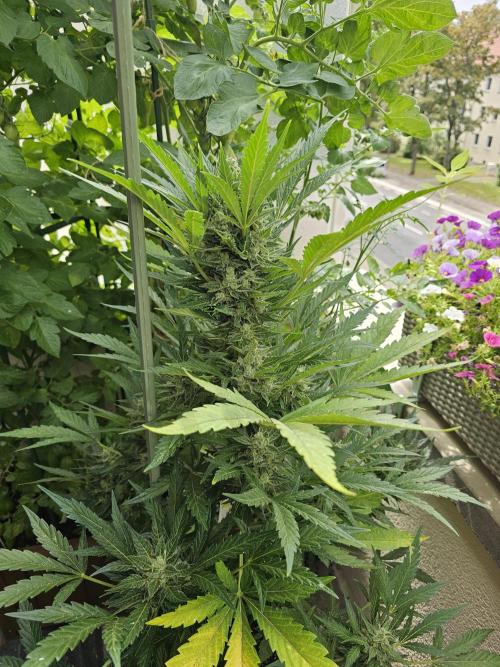 Auto White Widow on German Balkony. Week 12