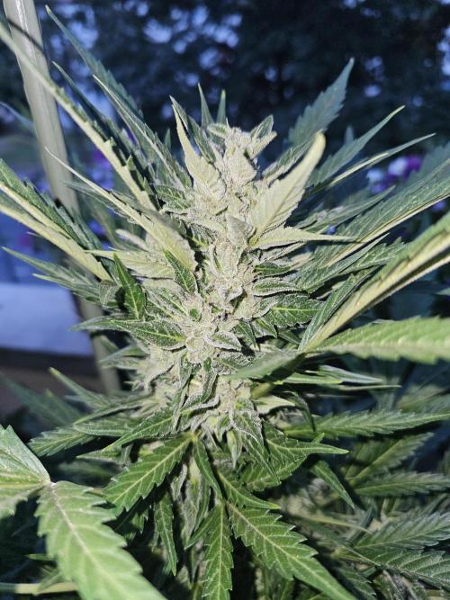 Auto White Widow on German Balkony. Week 12
