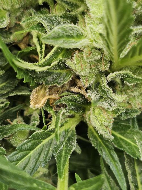 Auto White Widow on German Balkony. Week 12 - the bud rot spot