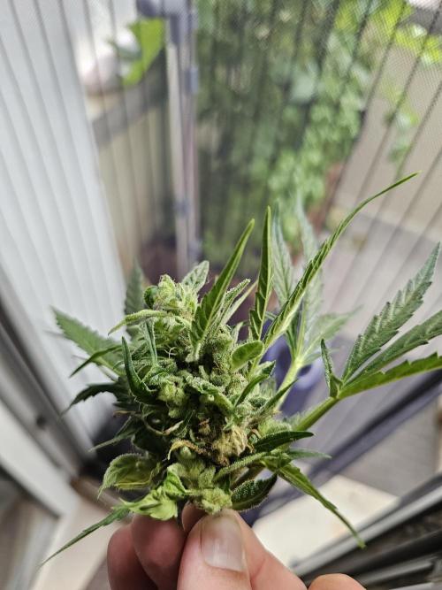 Auto White Widow on German Balkony. Week 12 - the removed bud