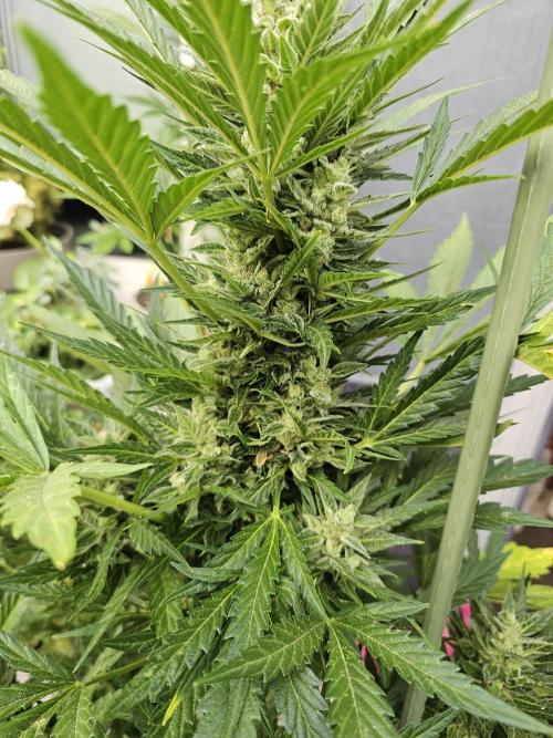 Auto White Widow. Week 12
