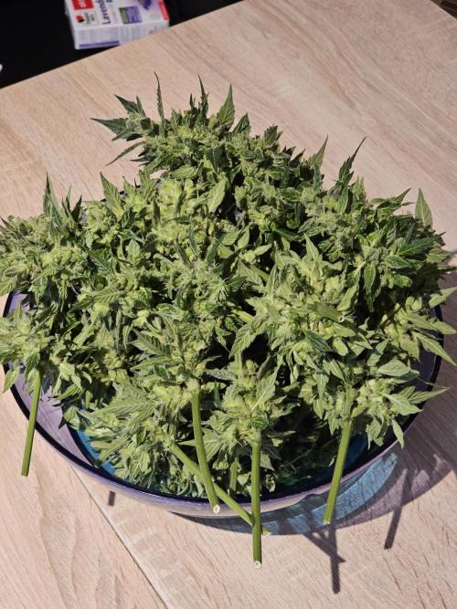 Auto White Widow on German Balkony. Week 13