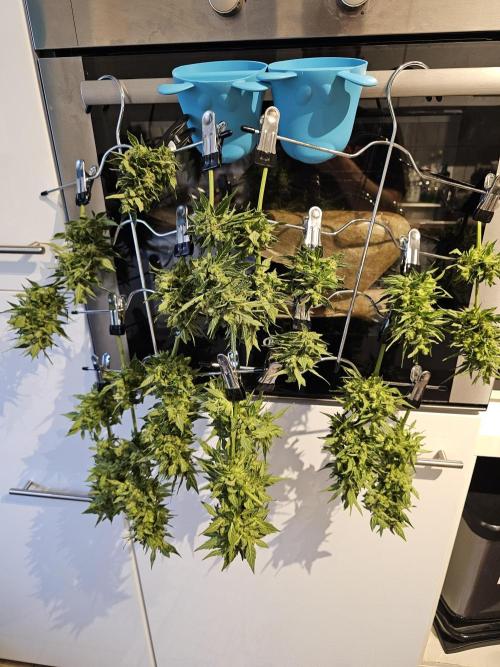 Auto White Widow on German Balkony. Week 13