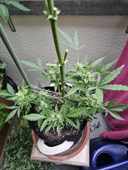 Auto White Widow on German Balkony. Week 13