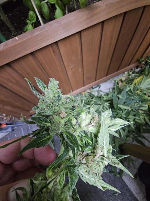 Auto White Widow on German Balkony. Week 13
