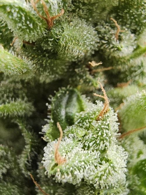 Auto White Widow on German Balkony. Week 13