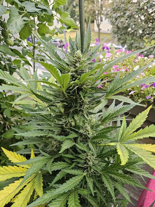Auto White Widow. Week 13