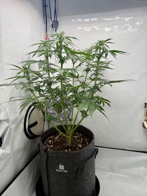 Raspberry Parfait #2025. Week 7 - Day #53