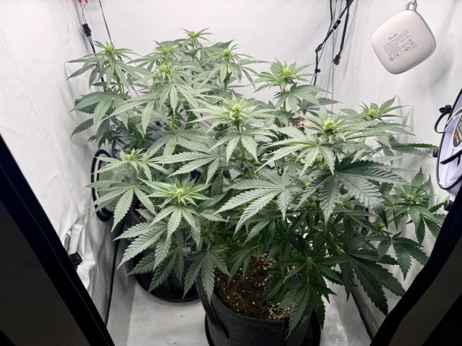 Raspberry Parfait #2025. Week 7 - Day #53