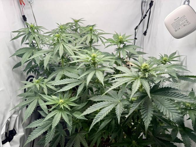 Raspberry Parfait #2025. Week 7 - Day #53