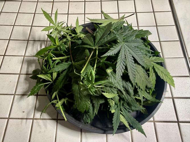 Gorilla Girl #2025. Week 7 - Day #53