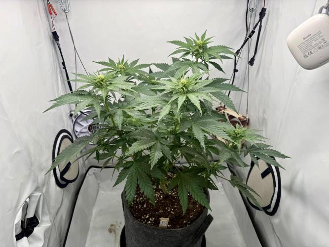 Gorilla Girl #2025. Week 7 - Day #53