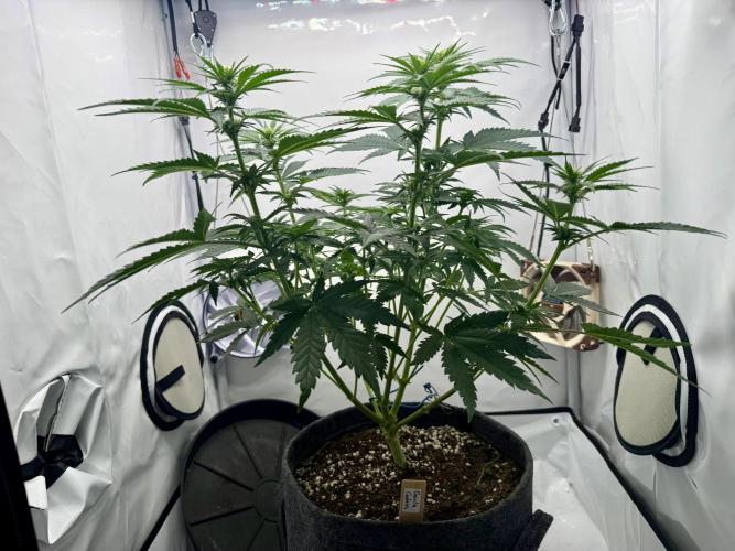 Gorilla Girl #2025. Week 7 - Day #53