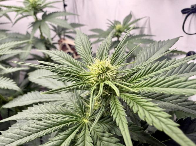 Gorilla Girl #2025. Week 7 - Day #53