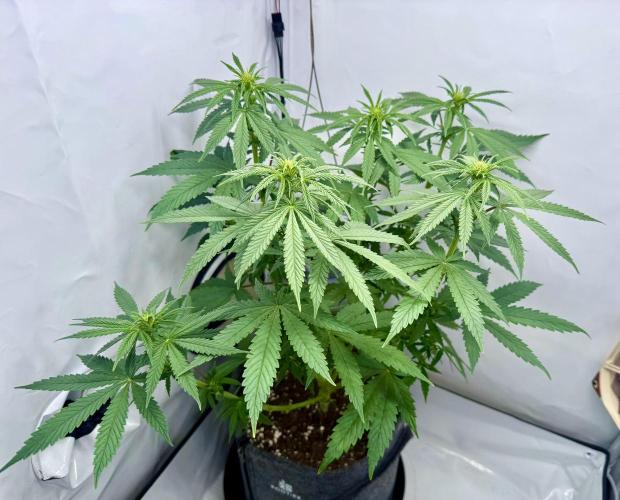 Raspberry Parfait #2025. Week 7 - Day #53