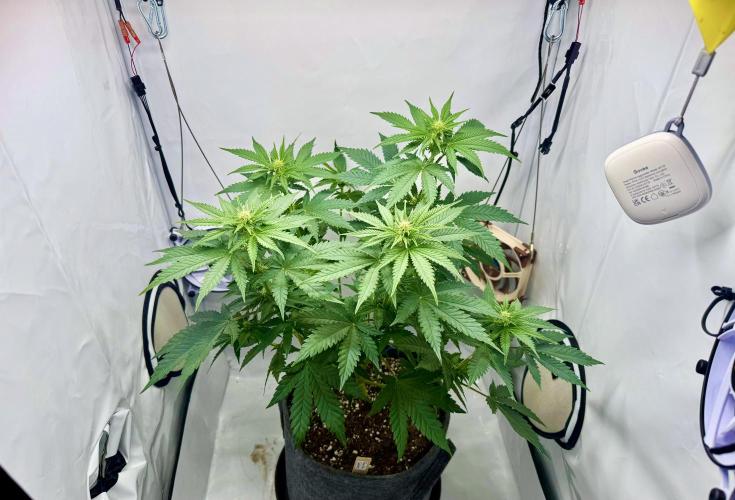 Gorilla Girl #2025. Week 7 - Day #53