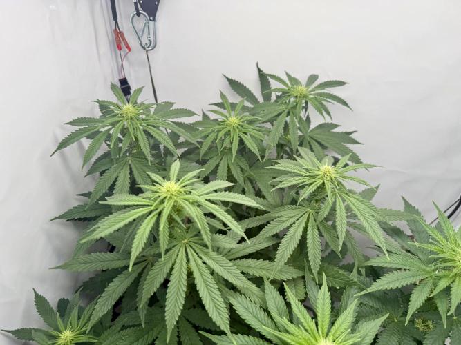 Raspberry Parfait #2025. Week 8 - Day #56