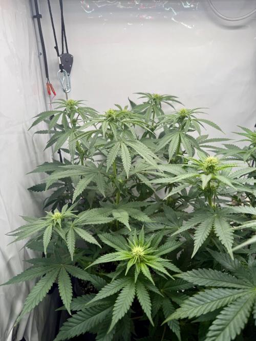 Raspberry Parfait #2025. Week 8 - Day #56