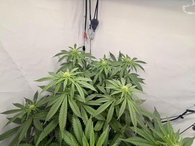 Raspberry Parfait #2025. Week 8 - Day #56