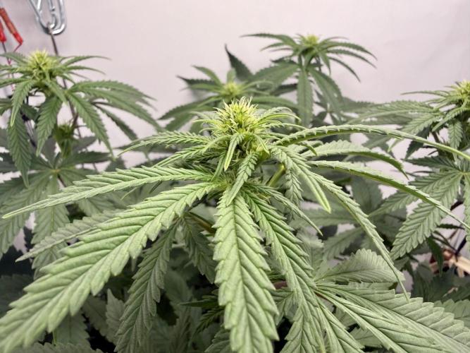 Raspberry Parfait #2025. Week 8 - Day #56